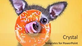  Presentation with sprinkles - Cool new slide set with doughnut - cute little chihuahua licking his backdrop and a yellow colored foreground