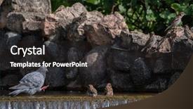  Presentation with dove - Presentation theme enhanced with dove and sparrows bathes background and a  colored foreground