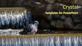  Presentation with dove - Slides with dove bathes in a creek at hot summer day background and a tawny brown colored foreground