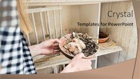  Presentation with chicks - Presentation enhanced with dove-chicks-in-pigeon-loft background and a coral colored foreground