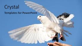  Presentation with free helping hand - Audience pleasing PPT layouts consisting of white pigeon in hand backdrop and a teal colored foreground