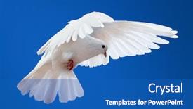  Presentation with white dove - Presentation theme enhanced with dove in the air background and a teal colored foreground