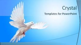  Presentation with white dove - Presentation theme enhanced with dove in the air background and a sky blue colored foreground