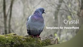  Presentation with dove - Presentation design consisting of dove-sitting-on-a-tree background and a gray colored foreground