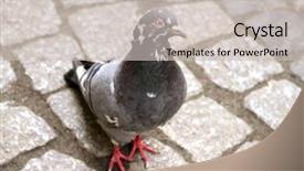  Presentation with dove - Slide set enhanced with dove walking on town square background and a soft green colored foreground