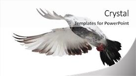  Presentation with white dove flying - Slide set consisting of doves - photo of flying dove isolated background and a white colored foreground