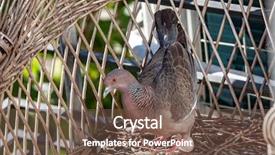  Presentation with dove - Amazing slide set having doves - turtle dove in the nest backdrop and a violet colored foreground