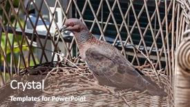  Presentation with dove - Presentation design consisting of doves - turtle dove in the nest background and a violet colored foreground