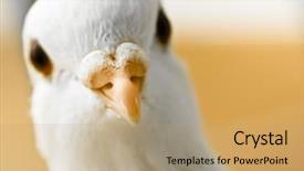  Presentation with white dove - Slide deck having faith dove - curious white pigeon background and a coral colored foreground