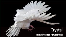  Presentation with white dove - Presentation featuring free flying white dove isolated background and a wine colored foreground
