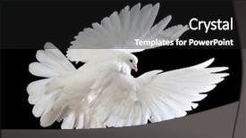  Presentation with white dove - Slides featuring free flying white dove isolated background and a black colored foreground