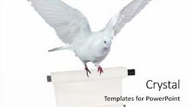  Presentation with white dove flying - Presentation design consisting of azishskaya cave with speleothem stalactite background and a black colored foreground