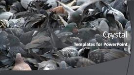  Presentation with doves - Presentation featuring doves on the ground background and a dark gray colored foreground