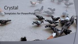  Presentation with dove - PPT theme enhanced with doves outdoors background and a  colored foreground