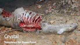  Presentation with animal curealty - Theme enhanced with dow - deer killed by wild animal background and a coral colored foreground