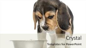  Presentation with beagle dog - Slide deck featuring down at his dog bowl background and a soft green colored foreground