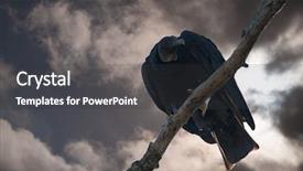  Presentation with looking up at trees from ground - Cool new PPT theme with down from a treetop waiting backdrop and a  colored foreground