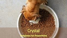  Presentation with dog food - Presentation theme consisting of down on dry dog food background and a tawny brown colored foreground