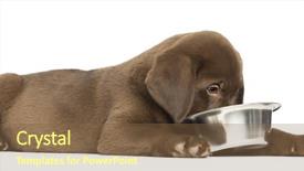  Presentation with healthy workplace full length side view - Presentation design featuring down with his dog bowl background and a  colored foreground