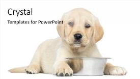  Presentation with old photographs black and white - Presentation design enhanced with down with metallic dog bowl background and a white colored foreground