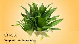  Presentation with plant - Theme having dracaena plant against gradient background background and a blonde colored foreground