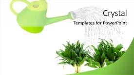  Presentation with water plant - Slide deck consisting of dracaena plant isolated background and a white colored foreground