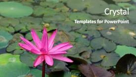 Presentation with dragon - Amazing presentation theme having little boy and girl in roller equipment sit together on red ball for jumping in summer park backdrop and a coral colored foreground