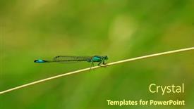  Presentation with dragon - 