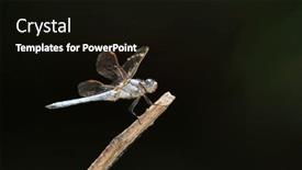  Presentation with dragon - 