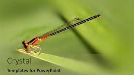  Presentation with dragon - 