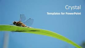  Presentation with dragon - 