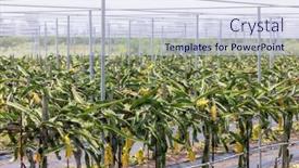  Presentation with dragon fruit - PPT theme featuring dragon-fruit-field-in-glasshouse background and a sky blue colored foreground