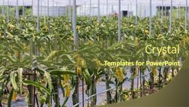  Presentation with dragon fruit - Presentation having dragon-fruit-field-in-glasshouse background and a tawny brown colored foreground