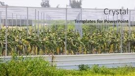  Presentation with dragon fruit - Presentation theme featuring dragon-fruit-field-in-glasshouse background and a sky blue colored foreground