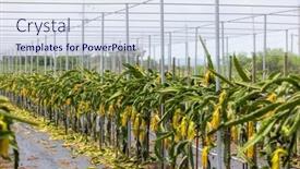  Presentation with dragon fruit - PPT theme having dragon-fruit-field-in-glasshouse background and a sky blue colored foreground