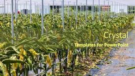  Presentation with dragon fruit - Slide deck having dragon-fruit-field-in-glasshouse background and a tawny brown colored foreground