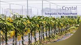  Presentation with dragon fruit - Presentation theme consisting of dragon-fruit-field-in-glasshouse background and a sky blue colored foreground