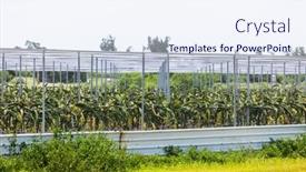  Presentation with dragon fruit - Slide deck having dragon-fruit-field-in-glasshouse background and a sky blue colored foreground