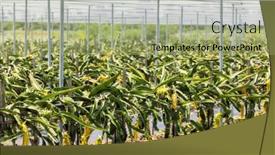  Presentation with dragon-fruit - Presentation design enhanced with dragon-fruit-field-in-glasshouse background and a mint green colored foreground
