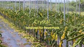  Presentation with dragon fruit - PPT theme having dragon-fruit-field-in-green background and a tawny brown colored foreground