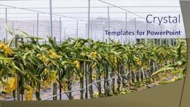  Presentation with dragon fruit - Presentation theme featuring dragon-fruit-field-in-green background and a sky blue colored foreground
