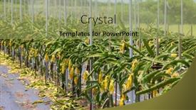  Presentation with dragon fruit - Presentation theme enhanced with dragon-fruit-field-in-green background and a yellow colored foreground