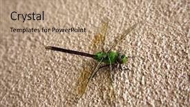  Presentation with dragonfly - Amazing presentation design having dragonflies - green dragonfly scientific name erythemis backdrop and a coral colored foreground