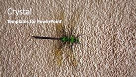  Presentation with dragonfly - Beautiful slide set featuring dragonflies - green dragonfly scientific name erythemis backdrop and a coral colored foreground