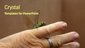  Presentation with dragonfly - Slide deck having dragonflies - green dragonfly scientific name erythemis background and a tawny brown colored foreground