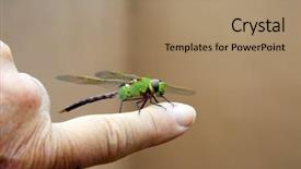  Presentation with dragonfly - PPT theme enhanced with dragonflies - green dragonfly scientific name erythemis background and a coral colored foreground