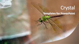  Presentation with dragonfly - Presentation theme featuring dragonflies - green dragonfly scientific name erythemis background and a coral colored foreground