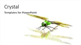  Presentation with dragonfly - PPT theme consisting of dragonflies - green dragonfly scientific name erythemis background and a white colored foreground
