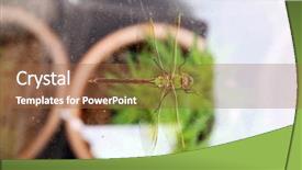  Presentation with dragonfly - Beautiful presentation featuring dragonflies - green dragonfly scientific name erythemis backdrop and a red colored foreground