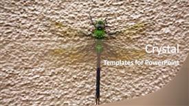  Presentation with dragonfly - Presentation theme with dragonflies - green dragonfly scientific name erythemis background and a coral colored foreground